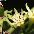 Bruguiera cylindrica (White Burma Mangrove) シロバナヒルギ in Cairns<br />Canon EOS KDX (400D) + EFS60 F2.8 + SPEEDLITE 380EX